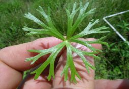 Ranunculus inundatus