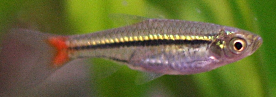 Thumbnail 2 Rasbora borapetensis