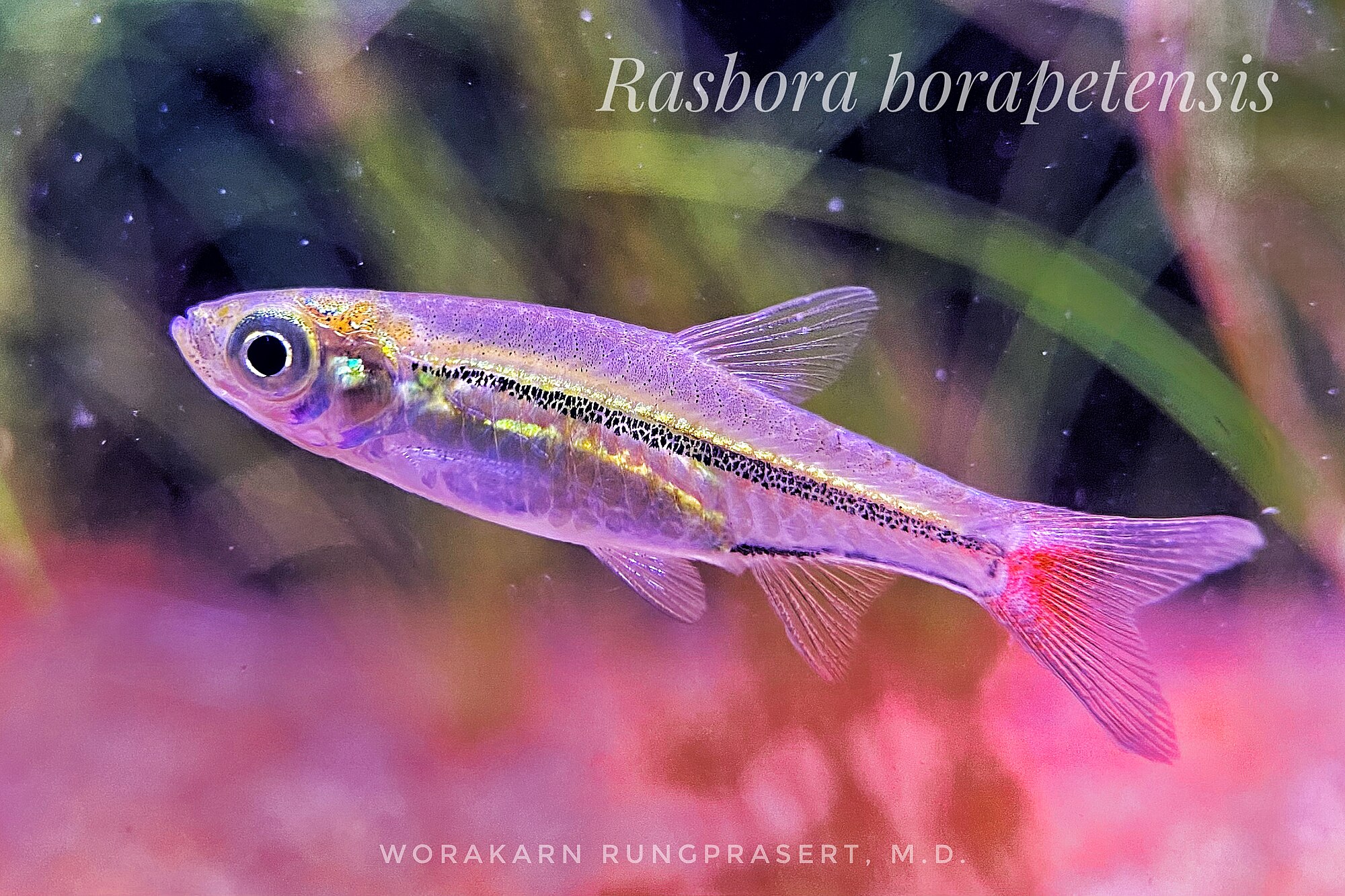 Thumbnail 3 Rasbora borapetensis