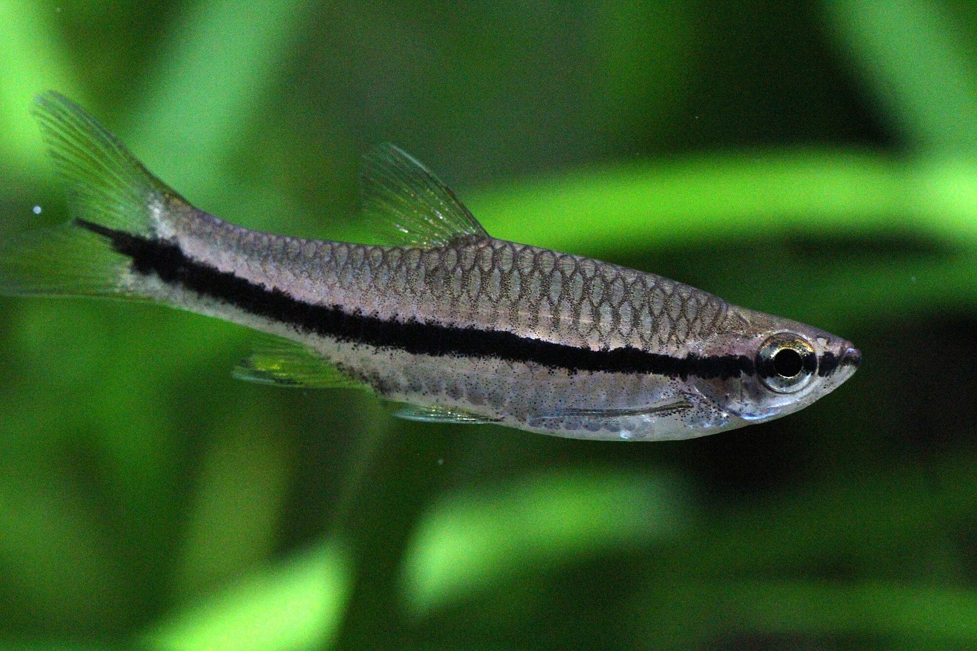Thumbnail 2 Rasbora einthovenii