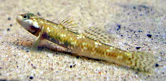 Thumbnail 2 Rhinogobius duospilus