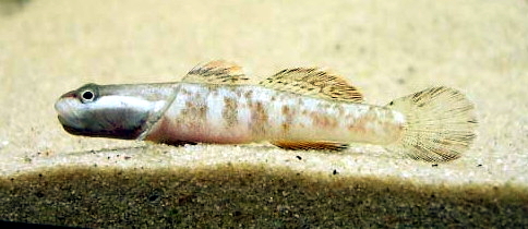 Thumbnail 3 Rhinogobius duospilus