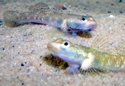 Rhinogobius duospilus