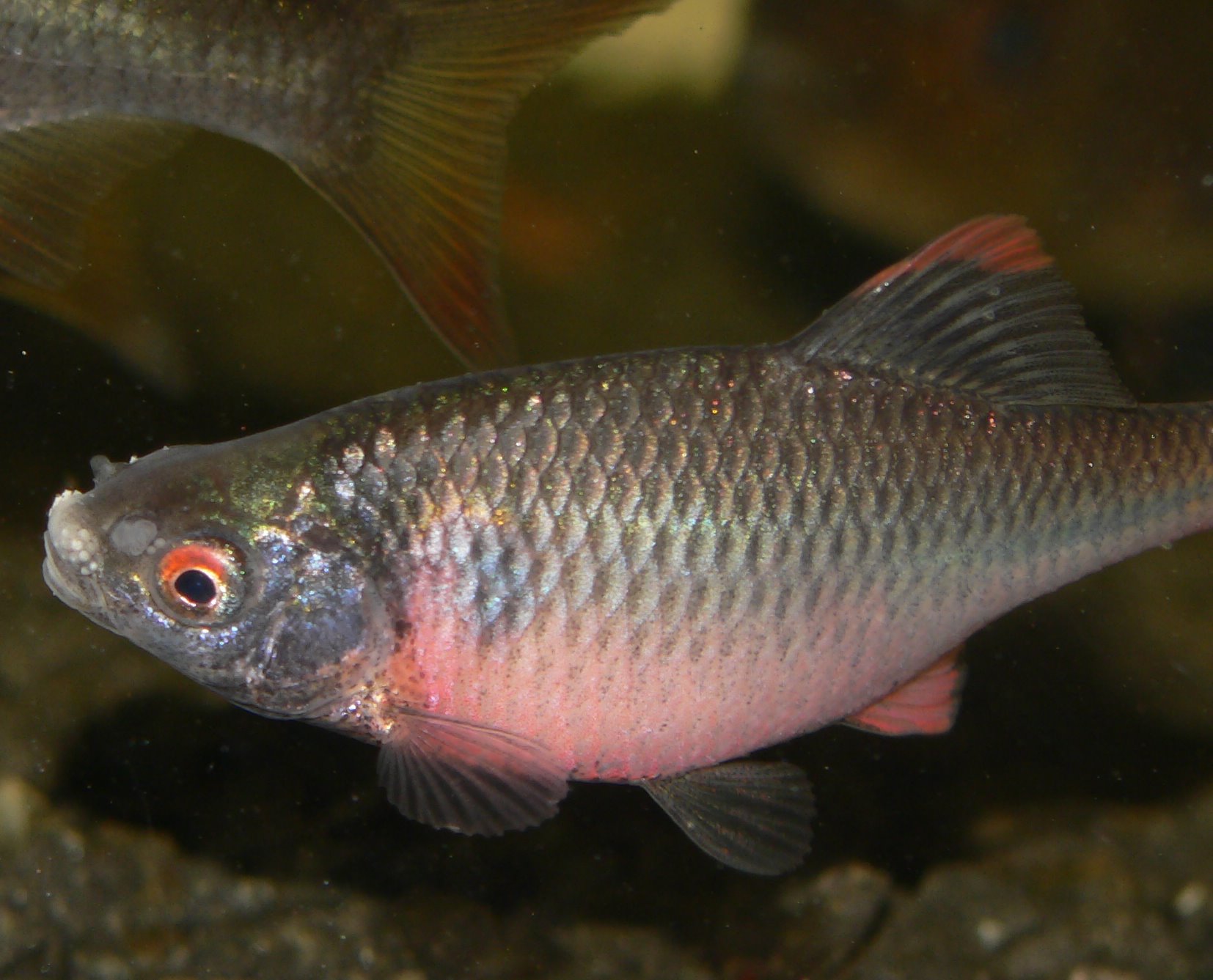 Rhodeus amarus
