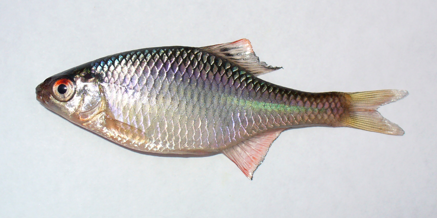 Thumbnail 2 Rhodeus amarus