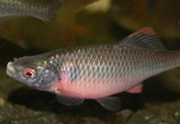 Rhodeus amarus