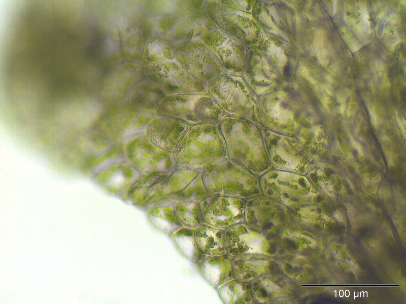 Thumbnail 2 Riccardia chamedryfolia