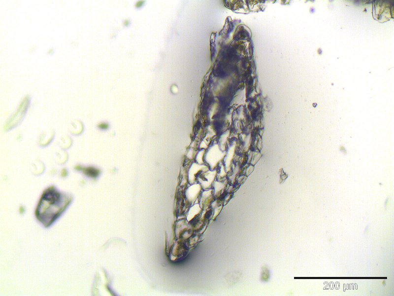 Thumbnail 3 Riccardia chamedryfolia