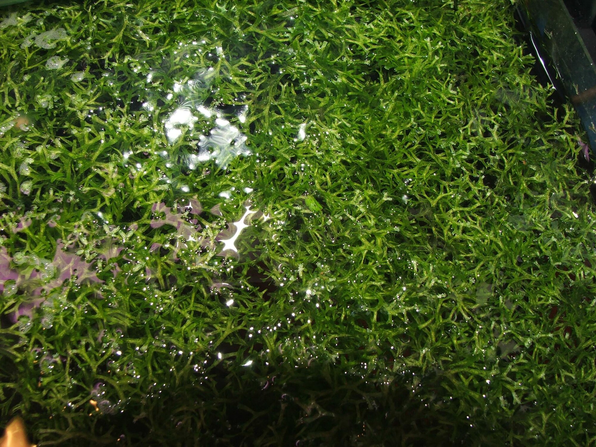 Thumbnail 2 Riccia fluitans