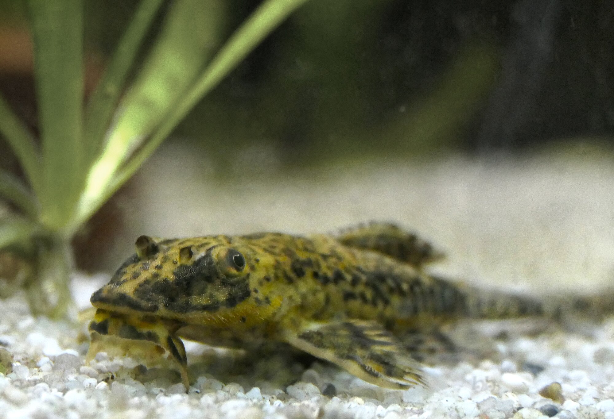 Rineloricaria lanceolata