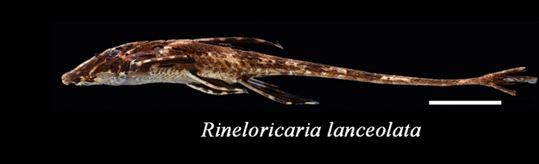 Thumbnail 3 Rineloricaria lanceolata
