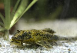 Rineloricaria lanceolata