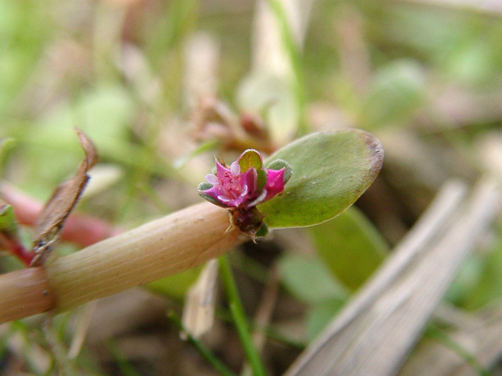 Thumbnail 2 Rotala indica