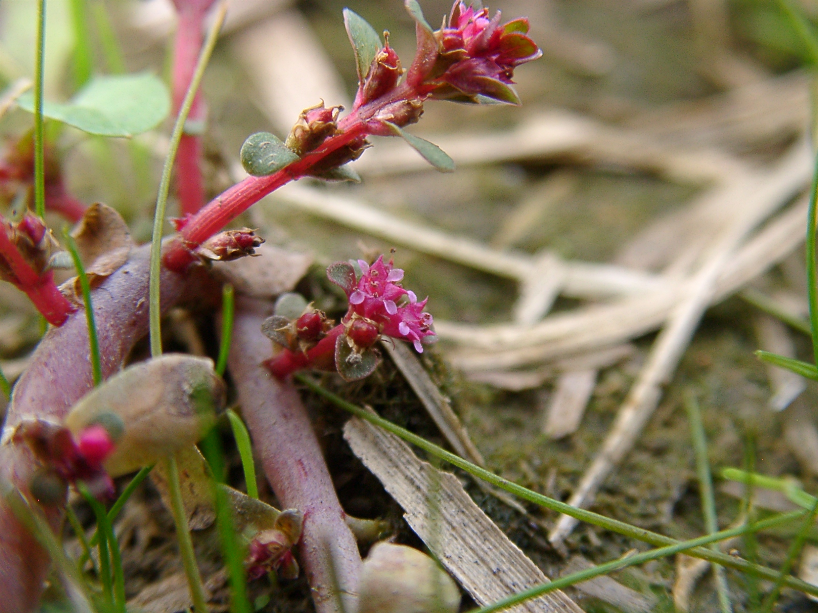 Thumbnail 3 Rotala indica