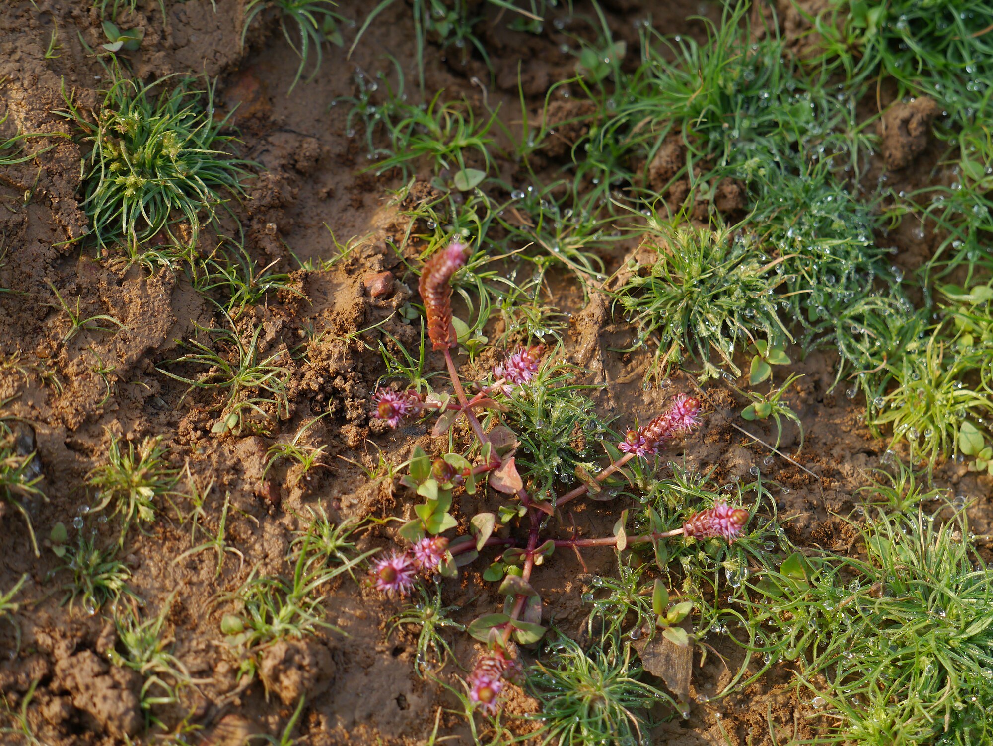 Rotala macrandra