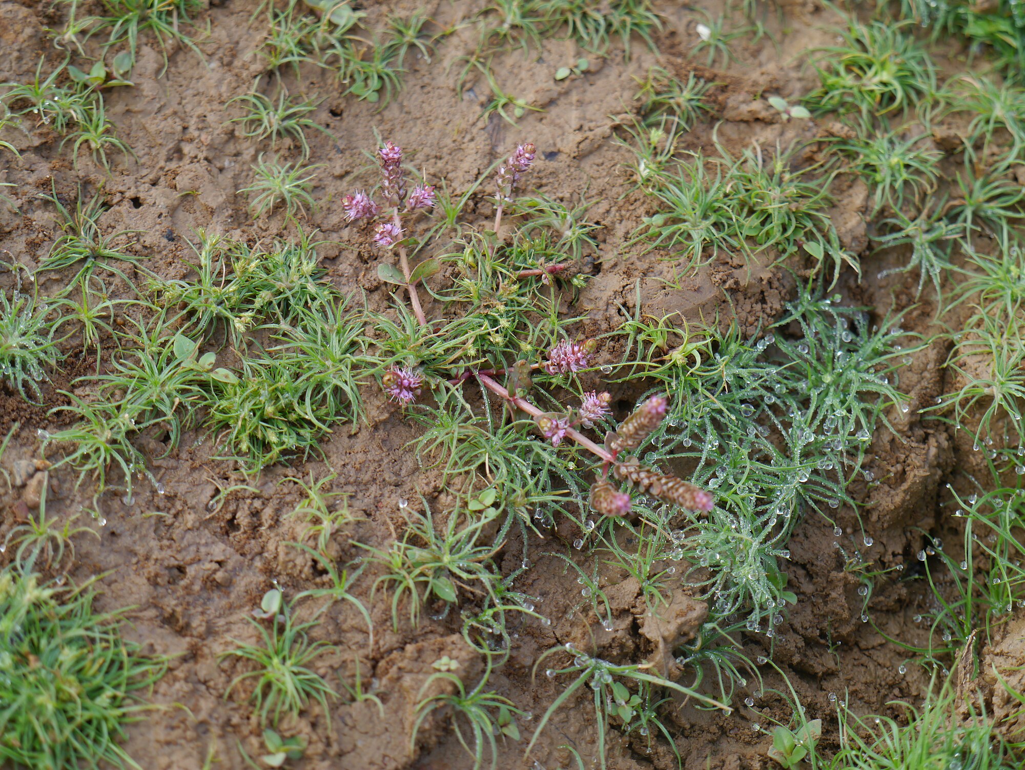 Thumbnail 2 Rotala macrandra