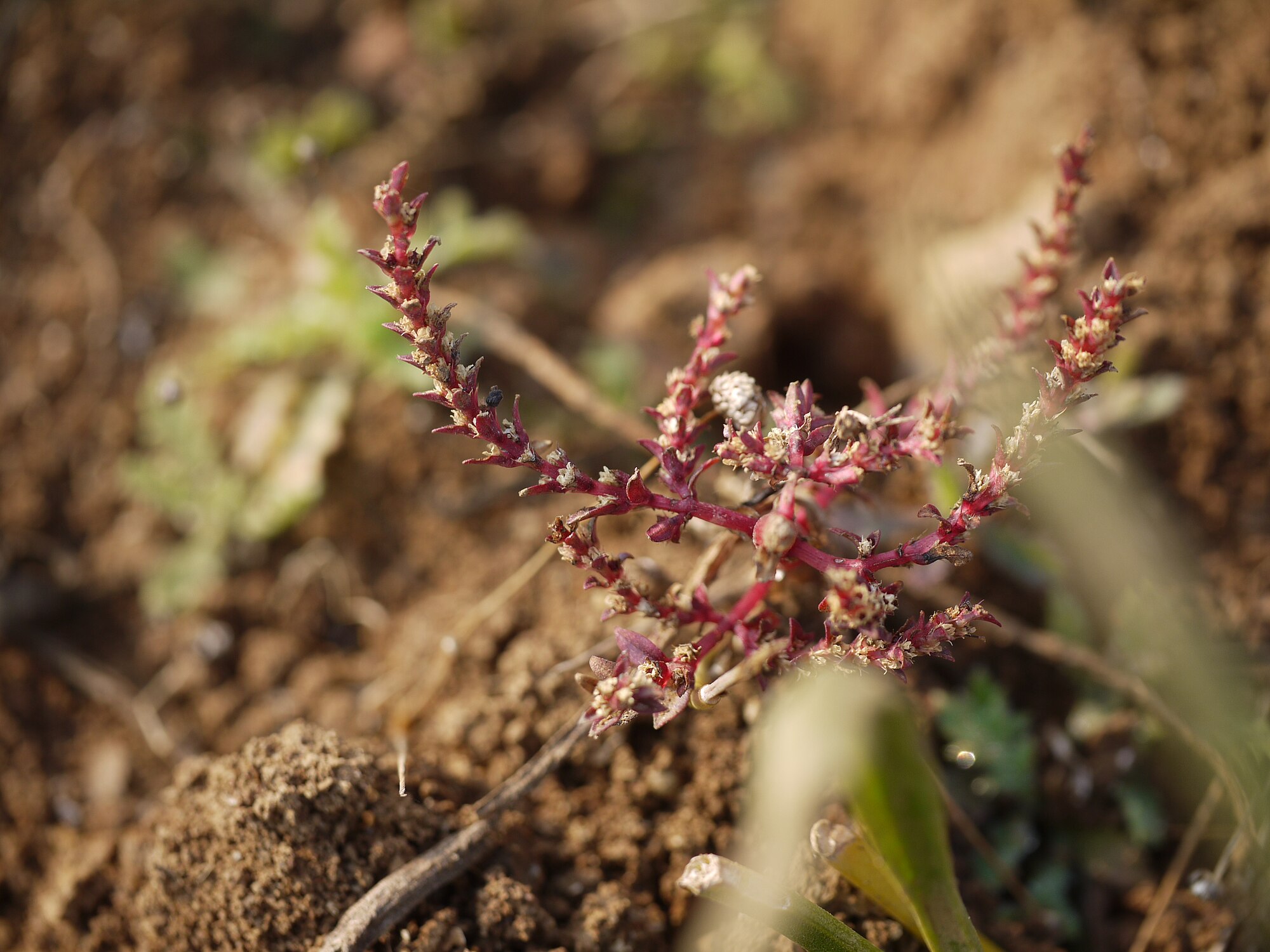Thumbnail 3 Rotala macrandra
