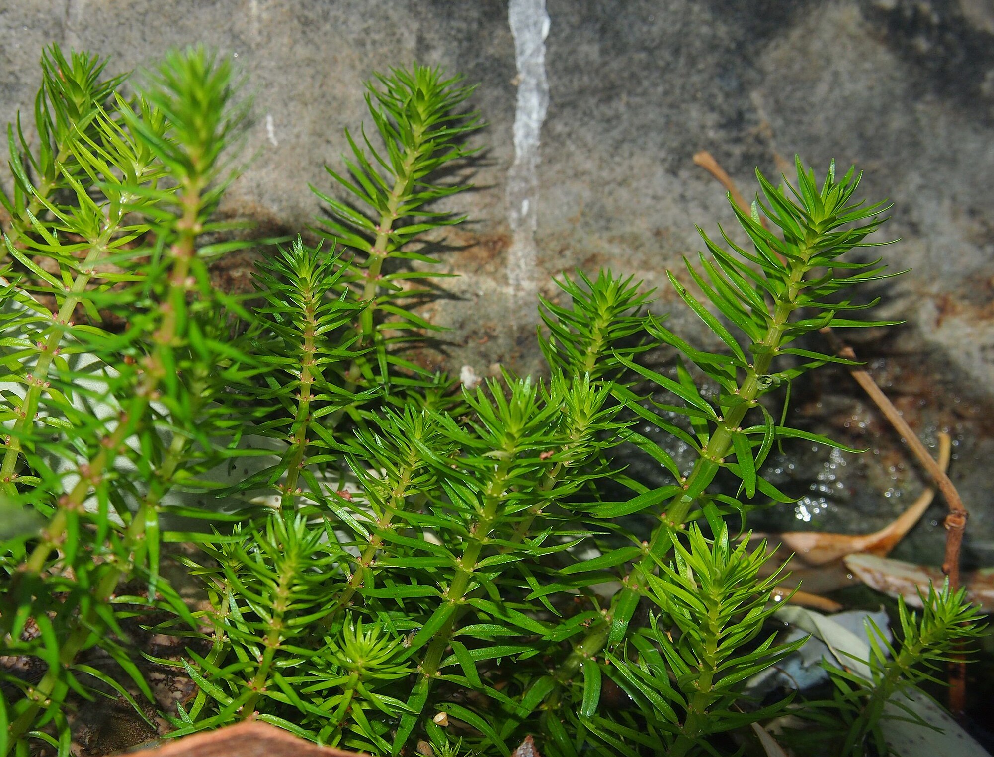 Rotala mexicana