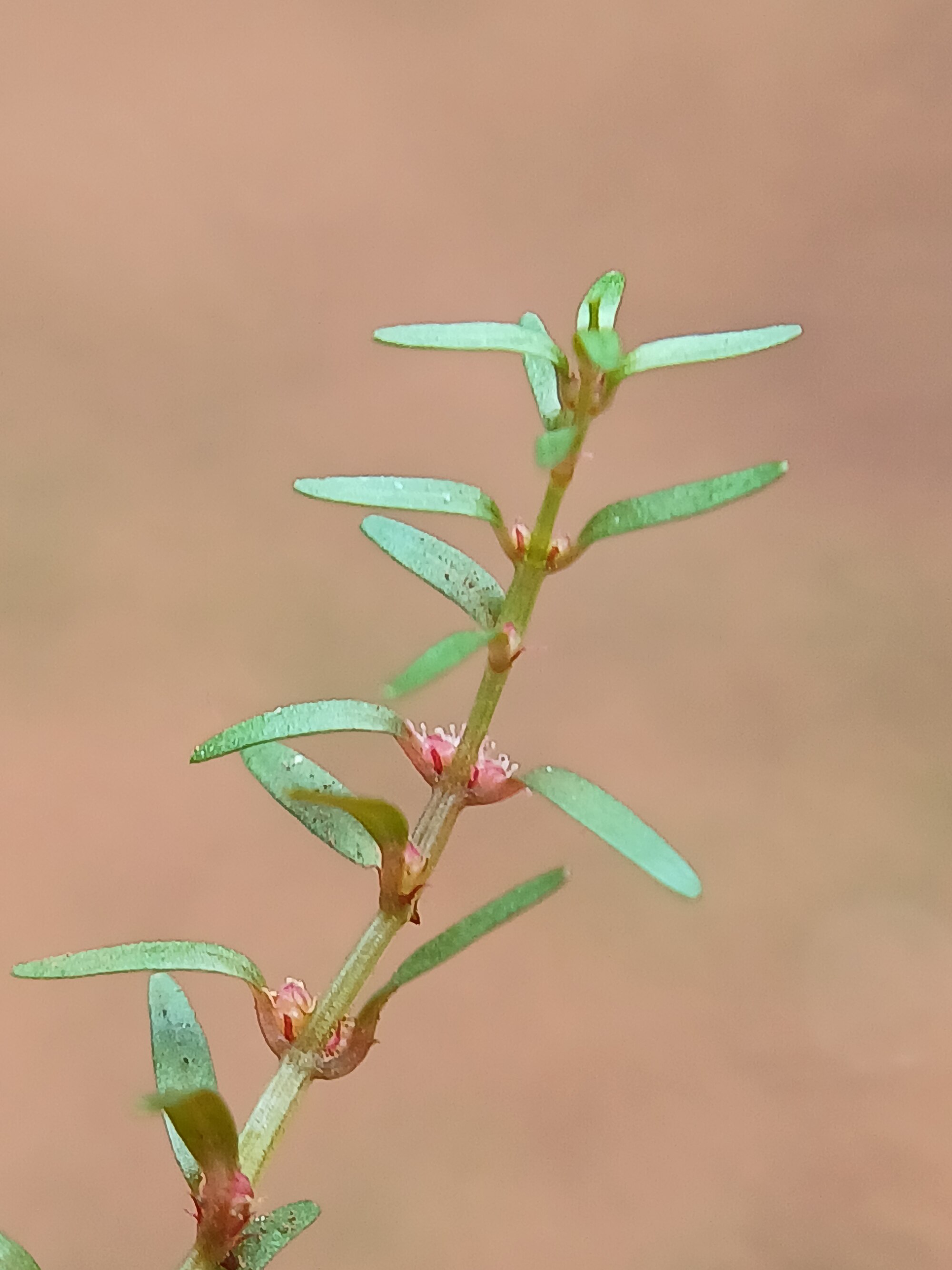 Thumbnail 2 Rotala mexicana