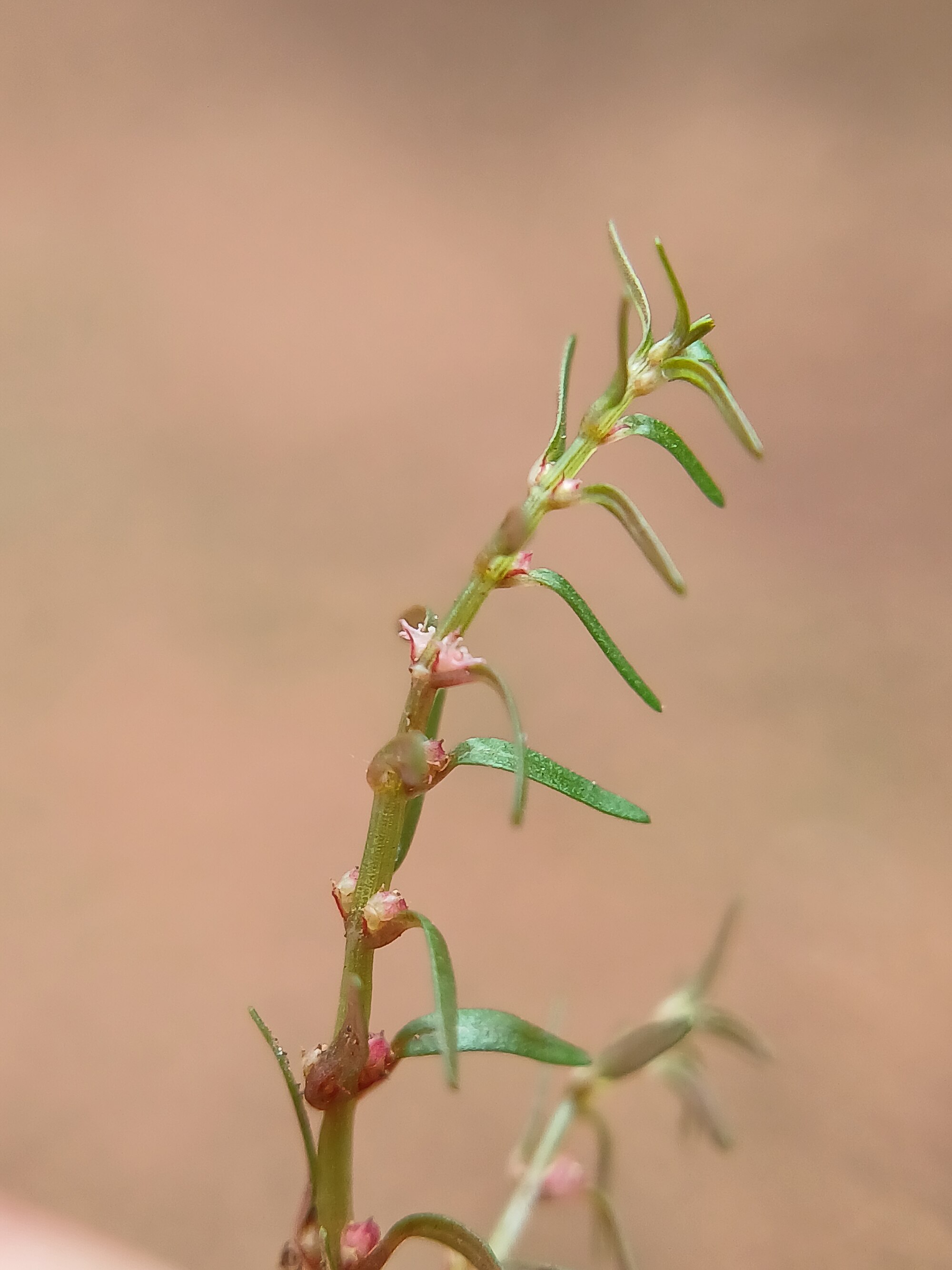 Thumbnail 3 Rotala mexicana