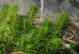 Rotala mexicana