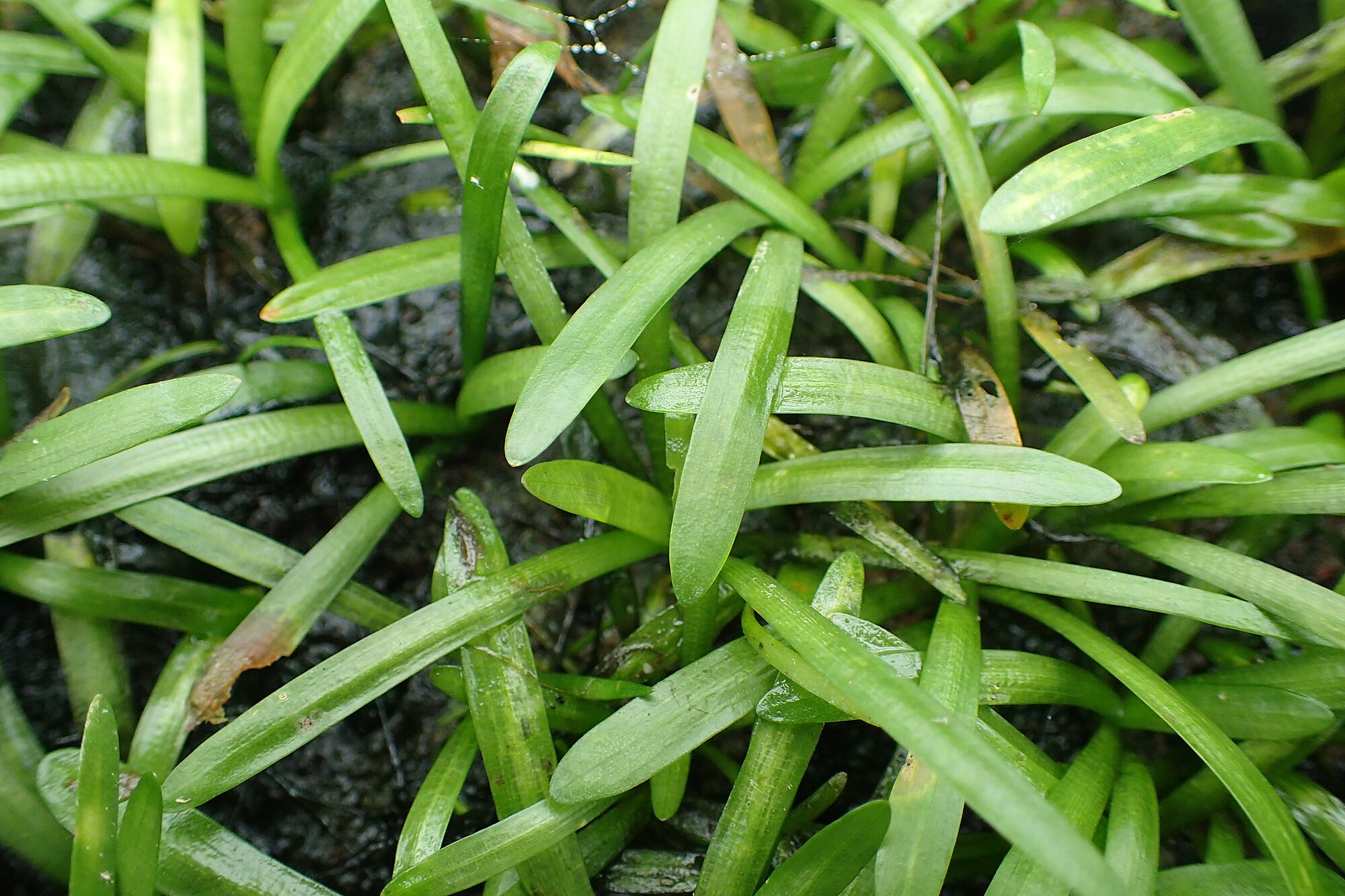 Thumbnail 2 Sagittaria subulata