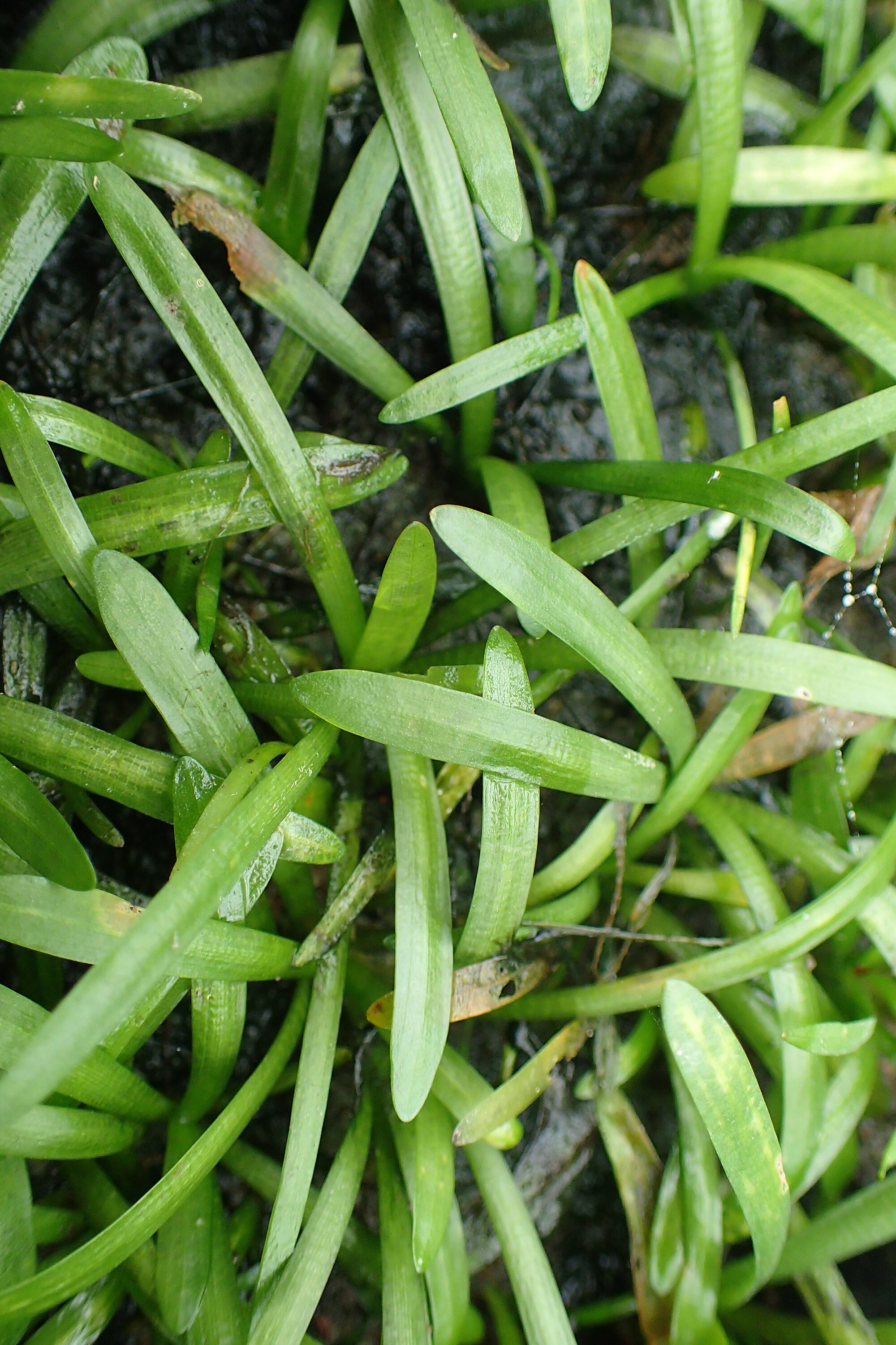 Thumbnail 3 Sagittaria subulata