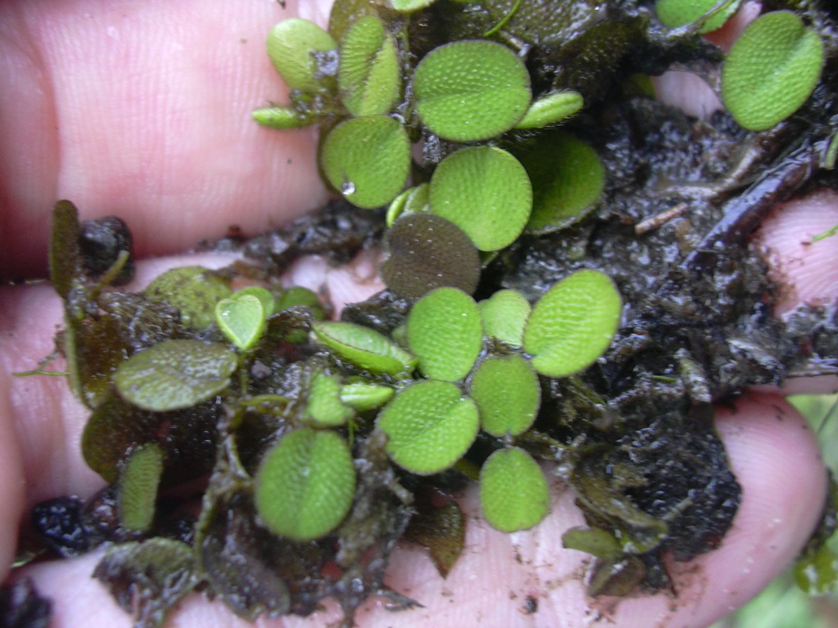 Thumbnail 2 Salvinia minima