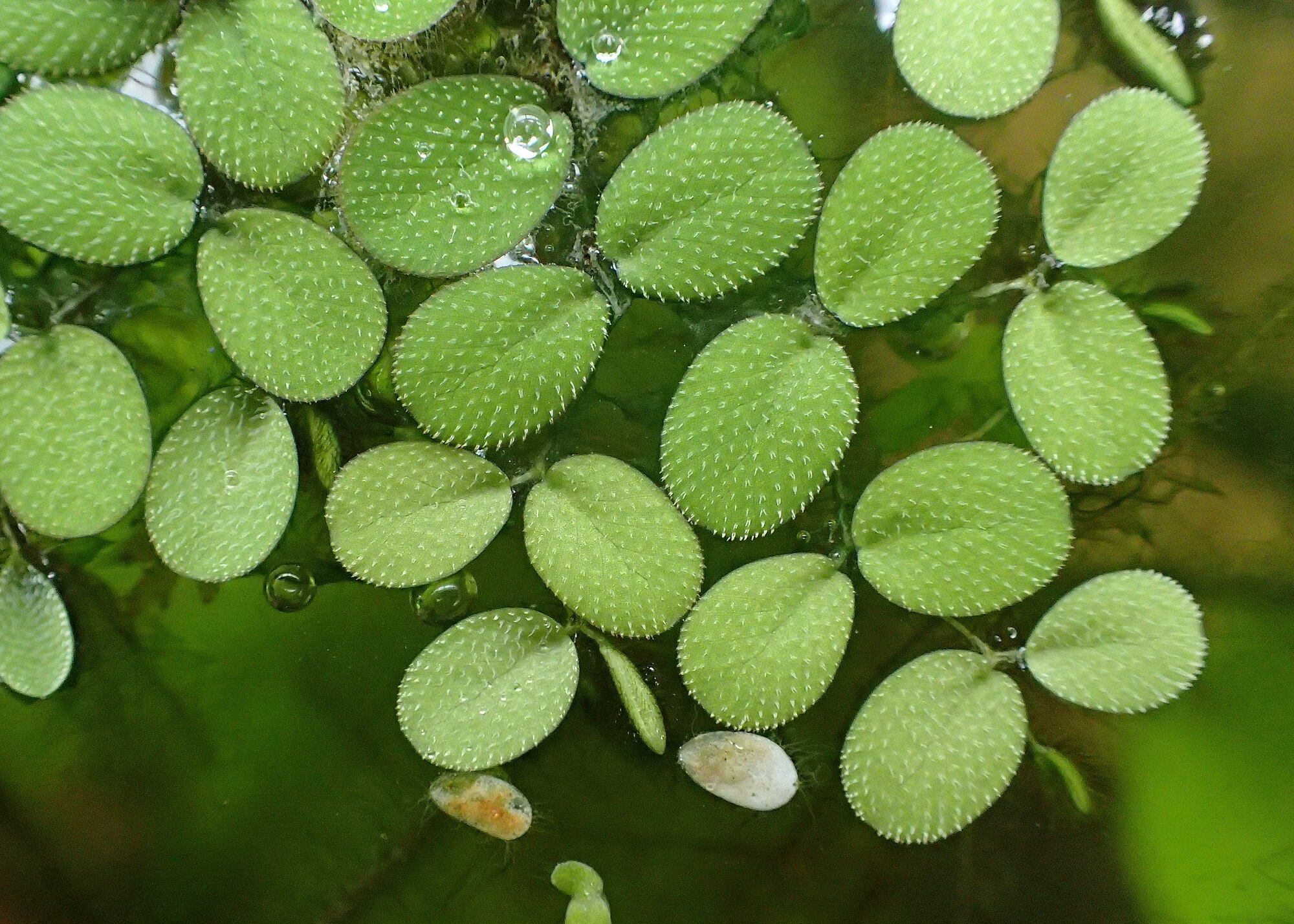 Thumbnail 3 Salvinia minima