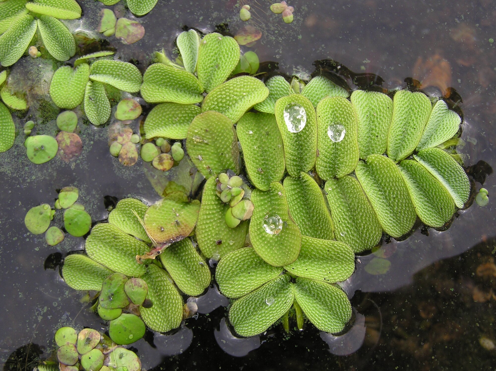 Thumbnail 2 Salvinia natans