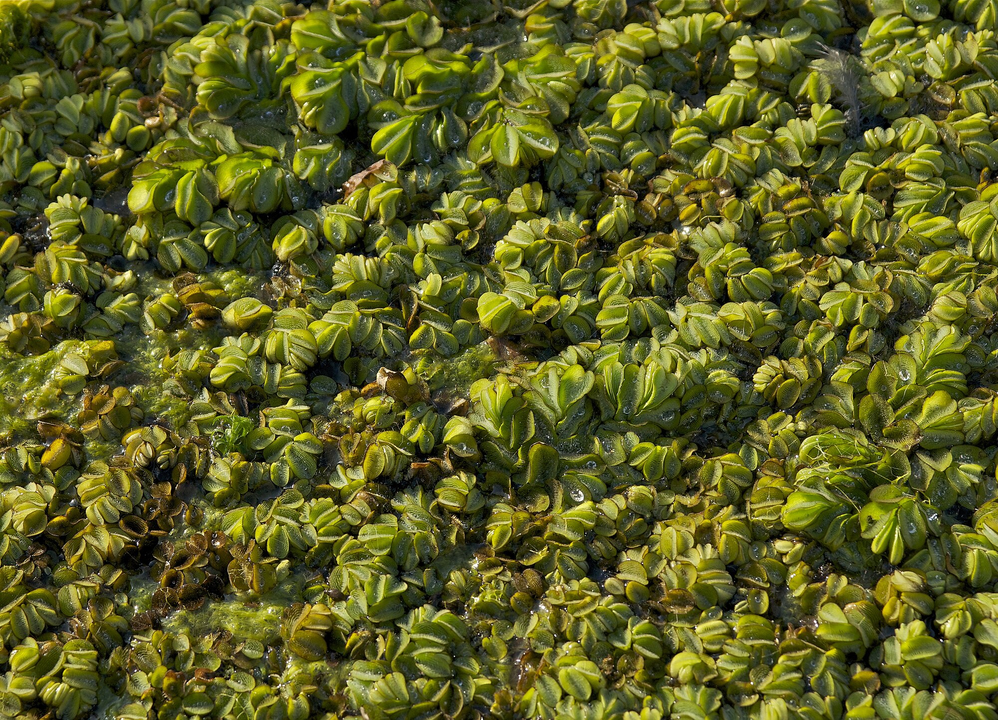 Thumbnail 3 Salvinia natans