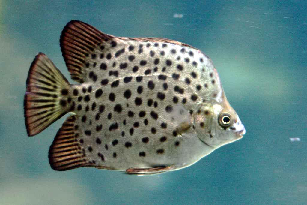 Thumbnail 2 Scatophagus argus