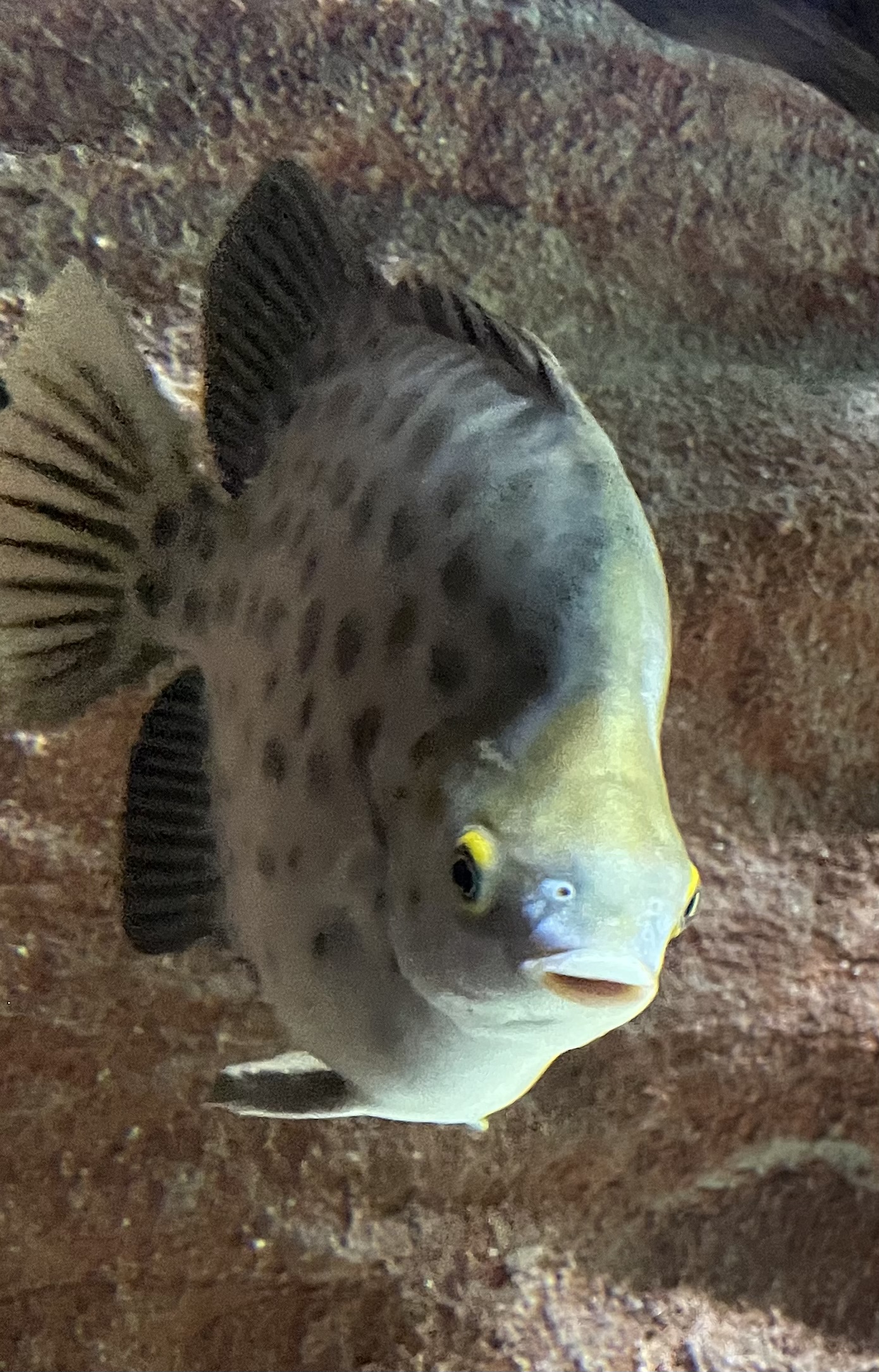 Thumbnail 3 Scatophagus argus