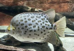 Scatophagus argus