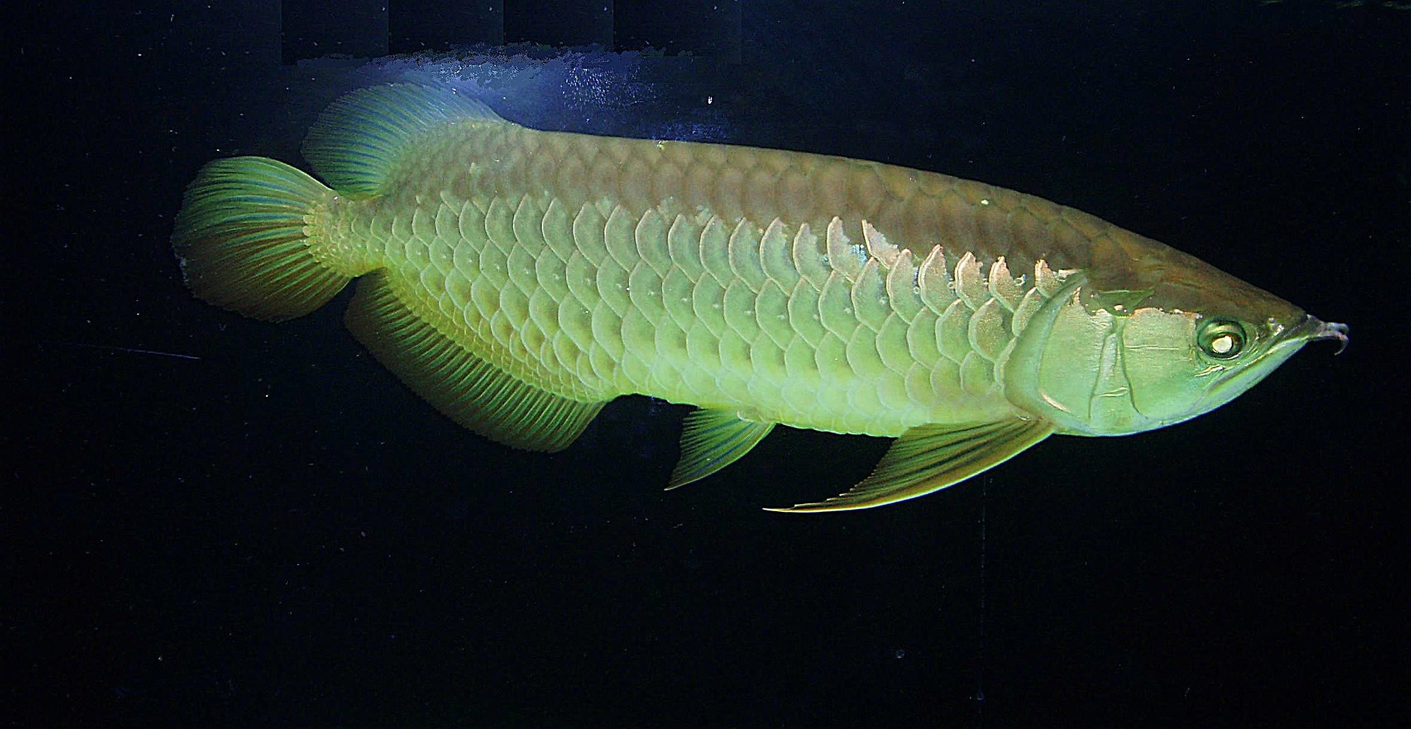 Thumbnail 2 Scleropages formosus