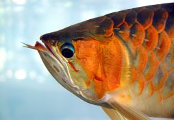 Scleropages formosus