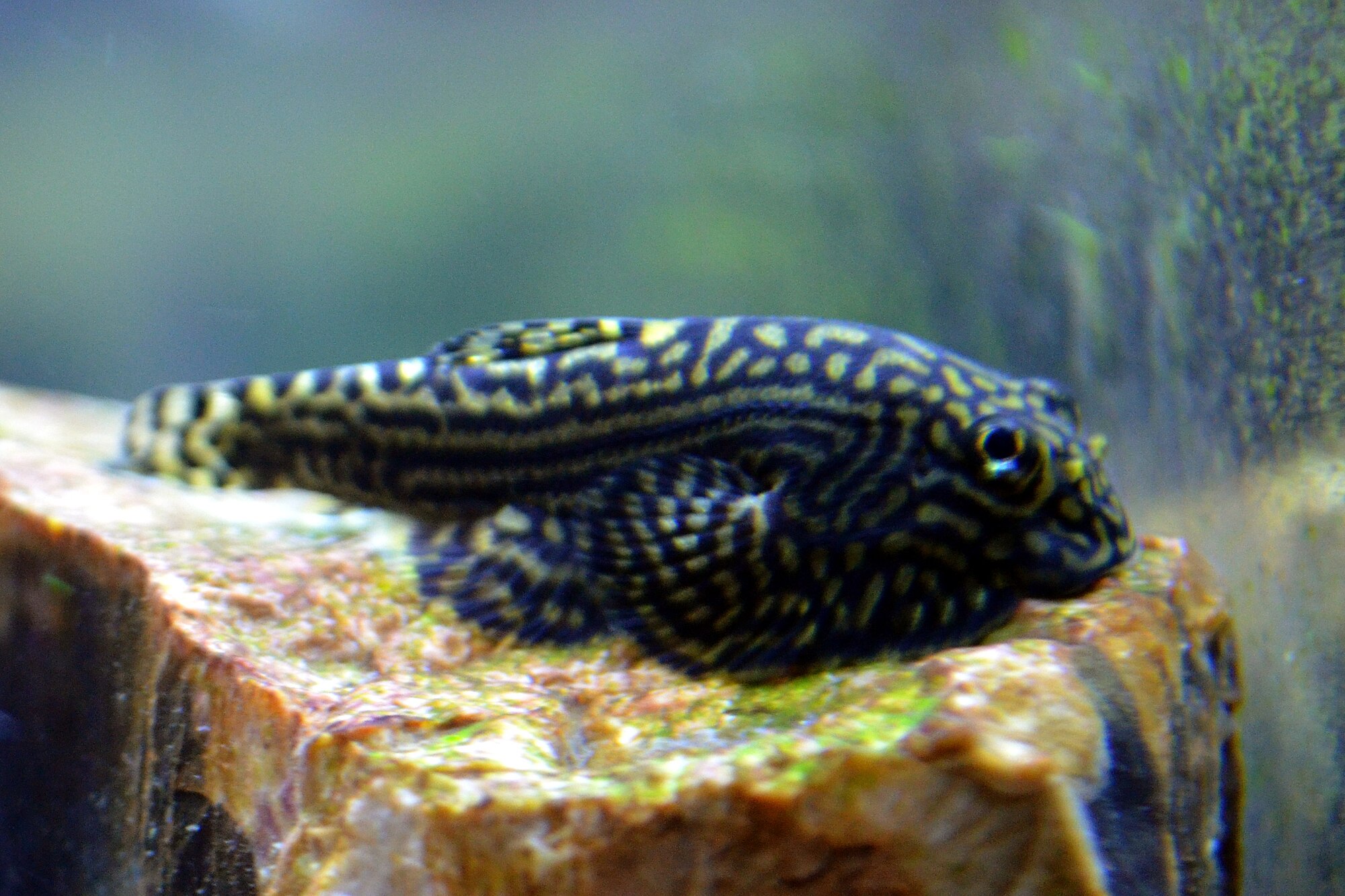 Sewellia lineolata