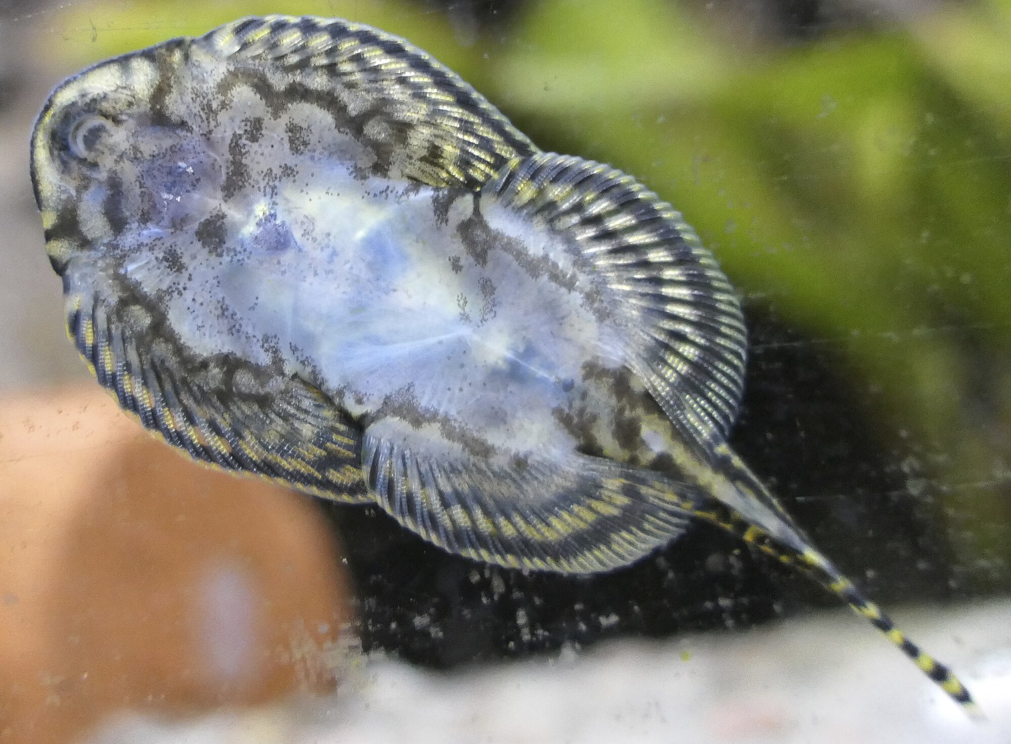 Thumbnail 2 Sewellia lineolata