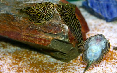 Thumbnail 3 Sewellia lineolata