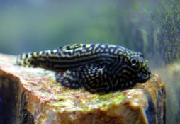 Sewellia lineolata