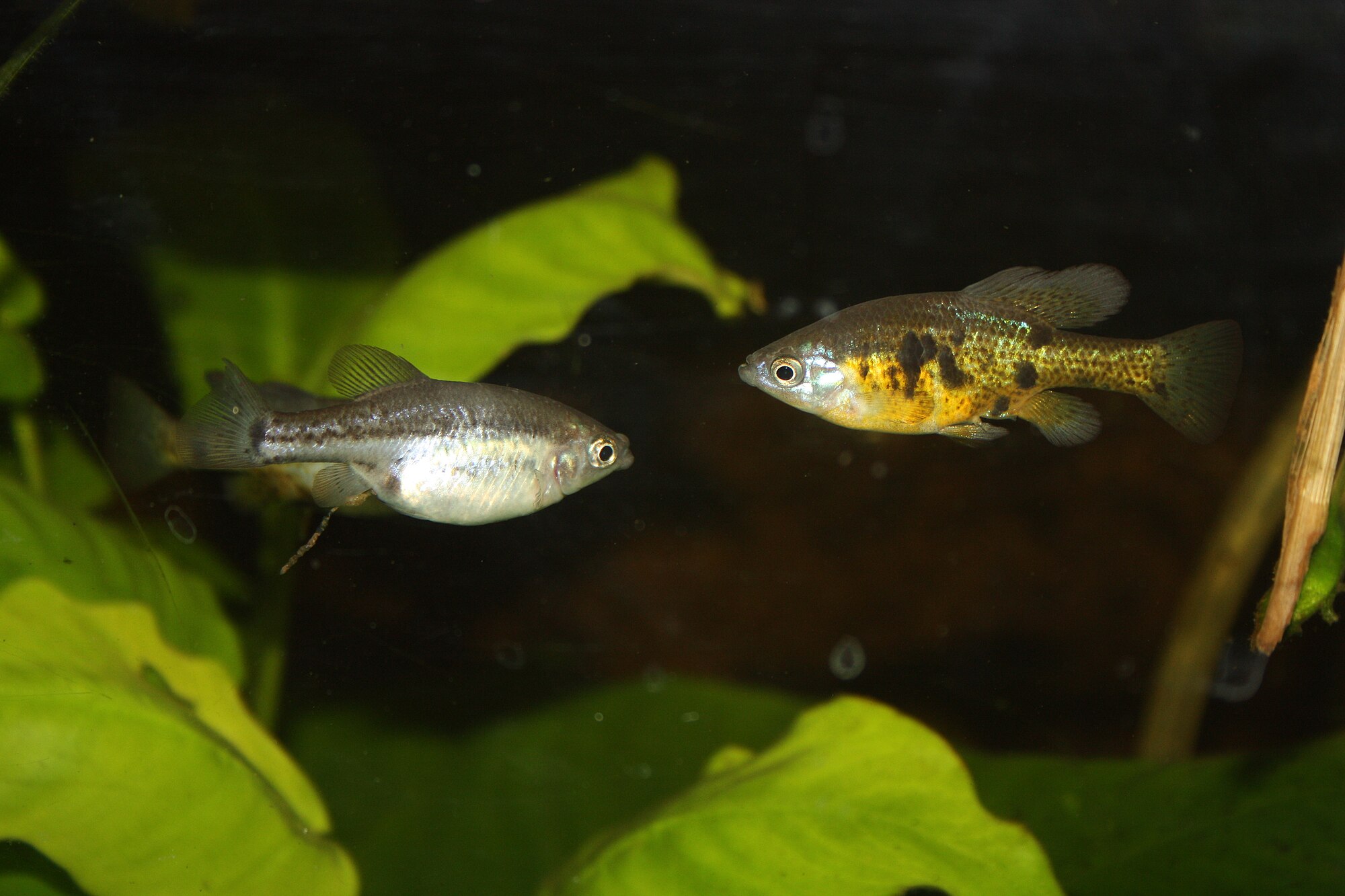 Skiffia multipunctata