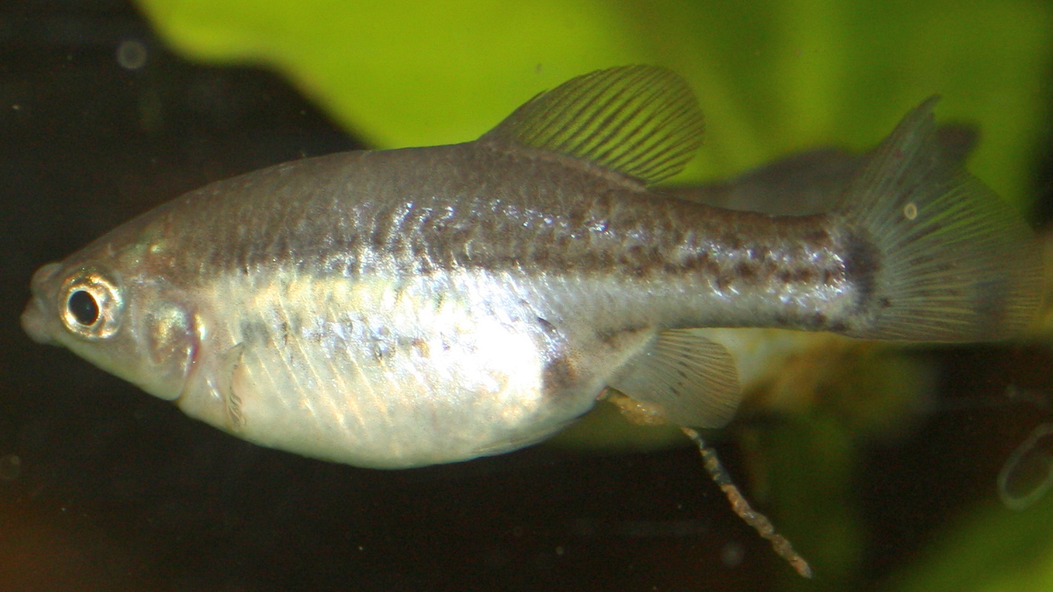 Thumbnail 3 Skiffia multipunctata