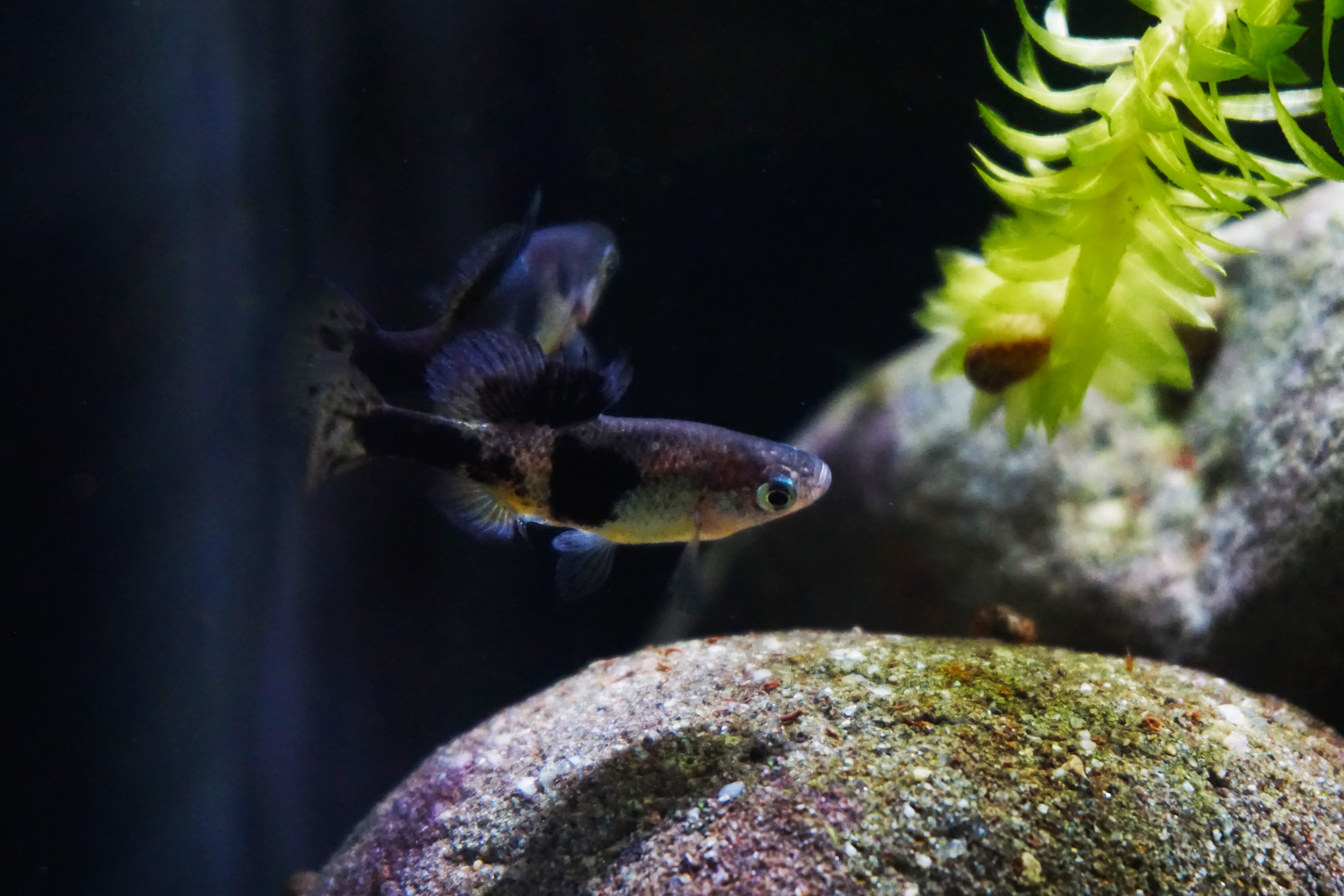 Thumbnail 7 Skiffia multipunctata