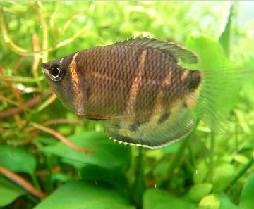 Thumbnail 2 Sphaerichthys osphromenoides