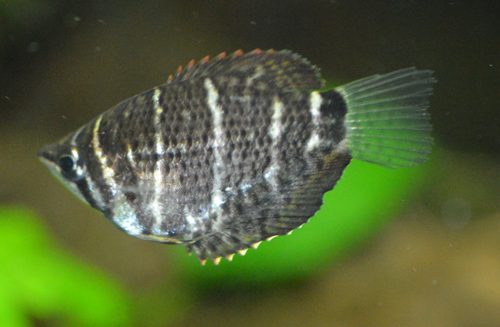 Thumbnail 3 Sphaerichthys osphromenoides