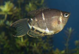 Sphaerichthys osphromenoides