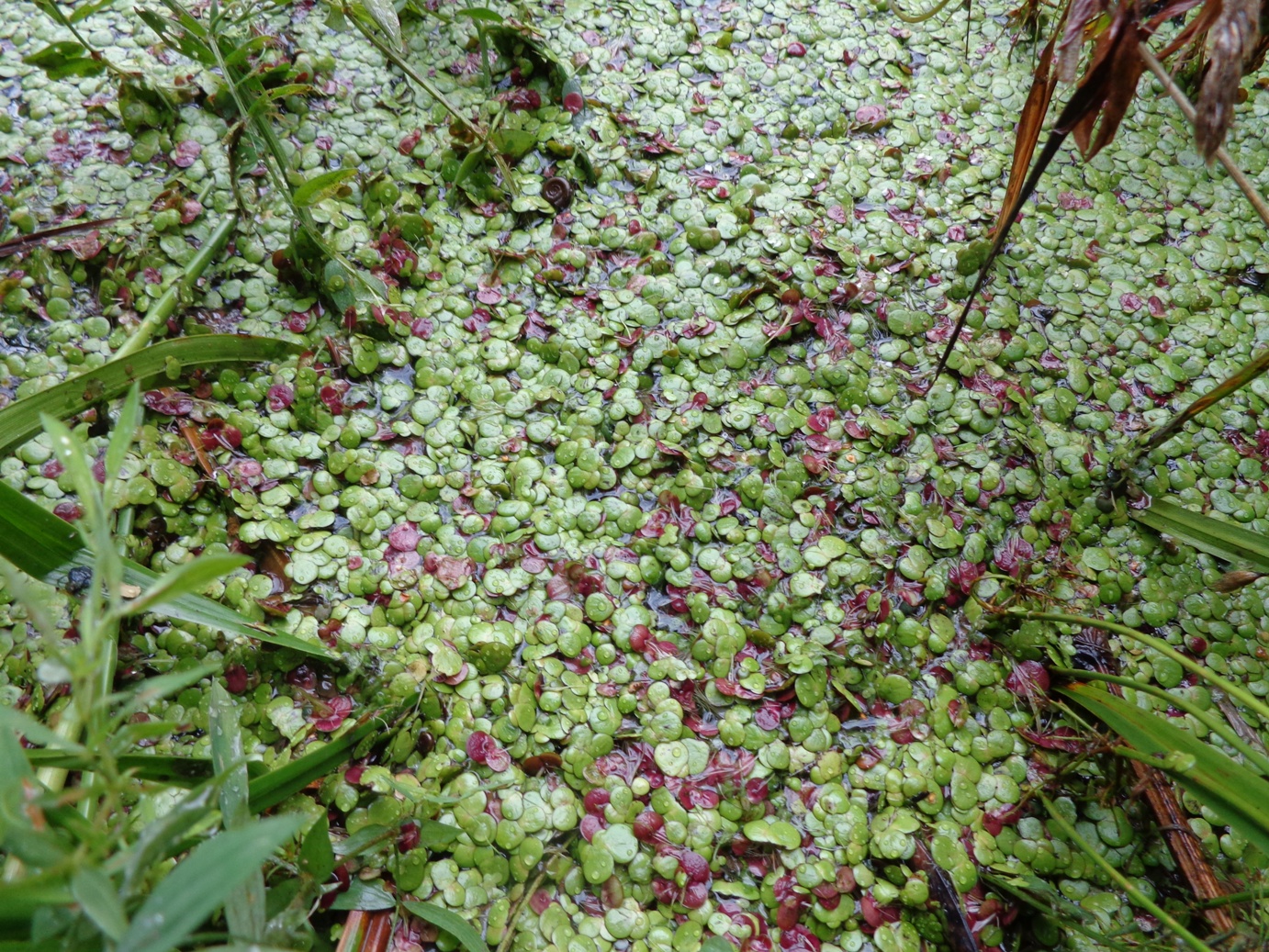 Thumbnail 2 Spirodela polyrhiza