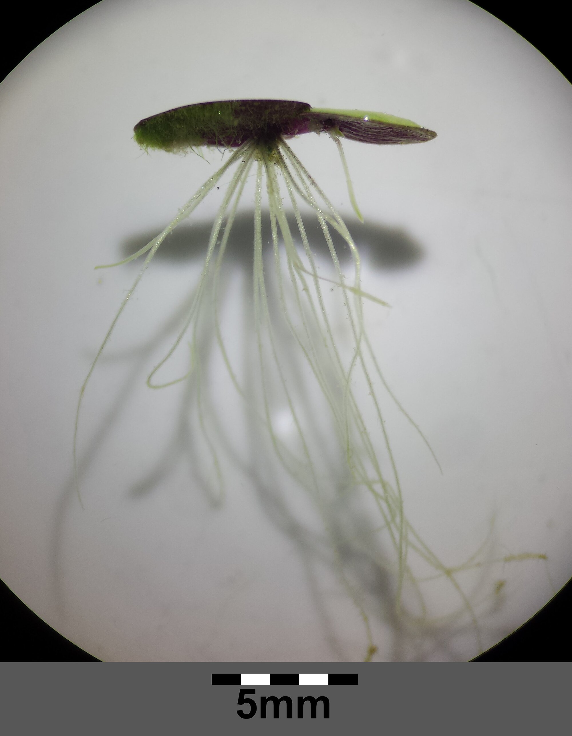 Thumbnail 3 Spirodela polyrhiza