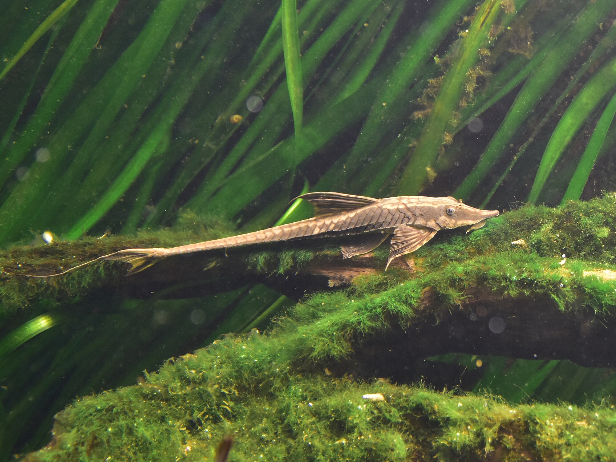 Sturisoma aureum