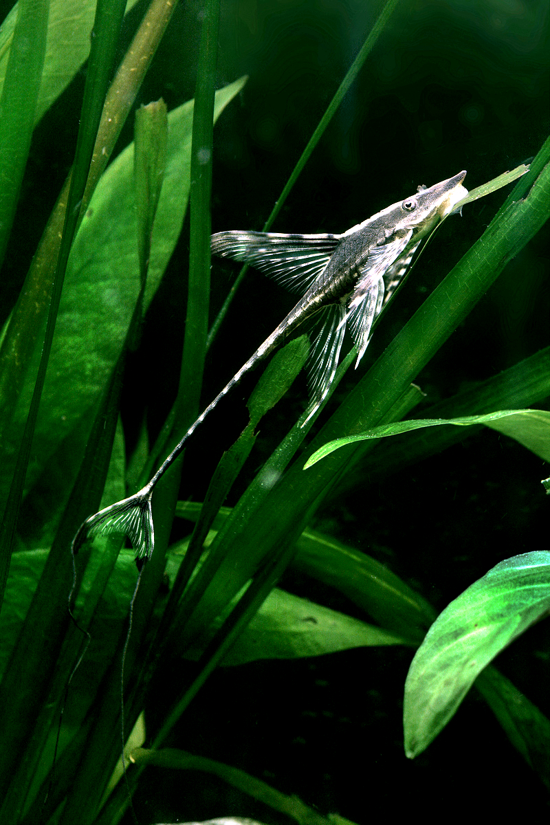 Thumbnail 2 Sturisoma aureum